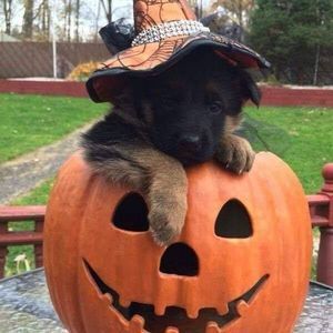 Meet your Posher, Linda